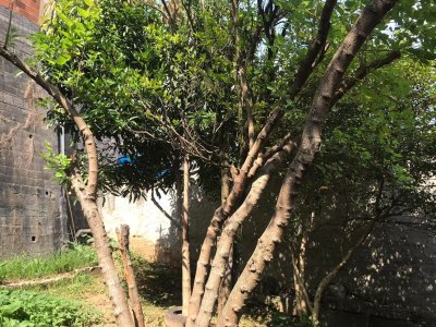 Sobrado em Jardim Santa Lucrécia - São Paulo — foto 49